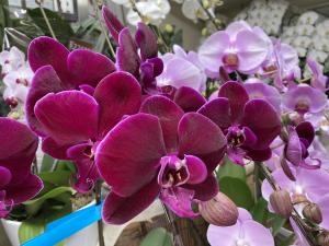 ミディ　ファレノプシス|「花のいしはら」　（宮崎県小林市の花屋）のブログ