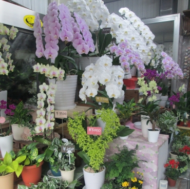 「花のいしはら」　（宮崎県小林市）の花屋店舗写真1